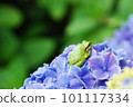 Hydrangea and frog 101117334