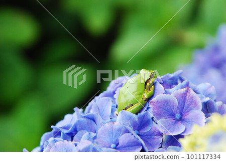 Hydrangea and frog Hydrangea and frog 101117334