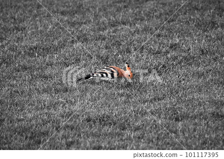 Canarian hoopoe bird, Latin Upupa epops, on a meadow 101117395