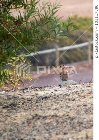 a canarian hoopoe bird, latin Upupa epops, with a long, pointed beak 101117396