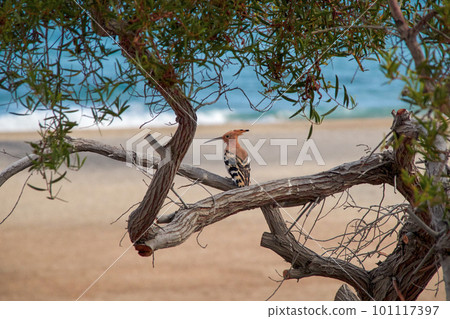 a canarian hoopoe bird, latin Upupa epops, sits on a tree and looks out over the ocean 101117397