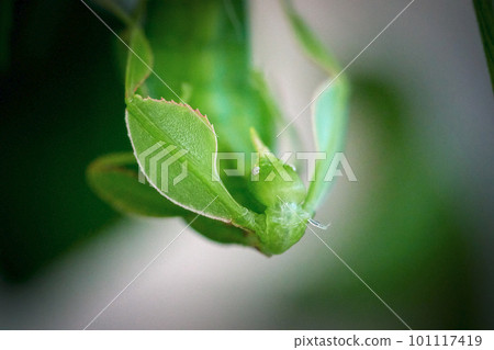 Close up of walking leaf, Latin Phyllium Phylliidae Close up of walking leaf, Latin Phyllium Phylliidae 101117419