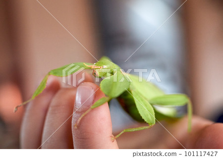 a green walking leaf looks over the fingertips of a hand a green walking leaf looks over the fingertips of a hand 101117427