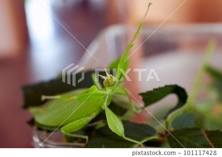 a green walking leaf with threatening gesture on a box a green walking leaf with threatening gesture on a box 101117428