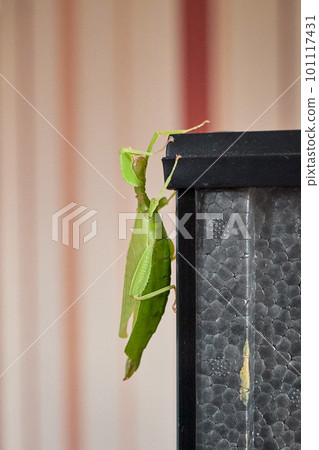 a green walking leaf climbs up the terrarium, Latin Phyllium Phylliidae a green walking leaf climbs up the terrarium, Latin Phyllium Phylliidae 101117431