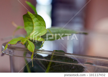 a large adult female green walking leaf sits on a transparent box 101117432