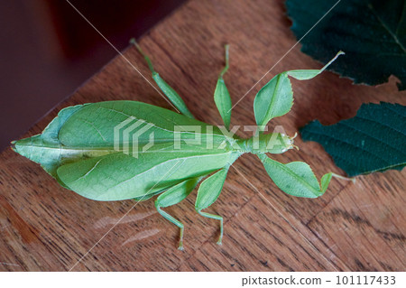 a large adult female green walking leaf from abov, Latin Phyllium Phylliidae 101117433