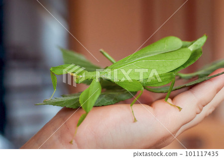 a large adult female green walking leaf on one hand a large adult female green walking leaf on one hand 101117435