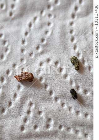 Comparison of a deposited brown egg for offspring and excrement from a walking leaf Comparison of a deposited brown egg for offspring and excrement from a walking leaf 101117436