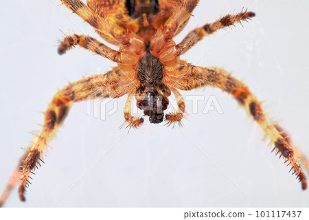 Front part of a European garden cross spider, Araneus diadematus Front part of a European garden cross spider, Araneus diadematus 101117437