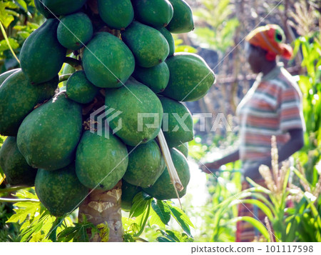 Papaya fruits growing on a tree 101117598