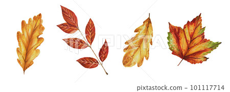 Autumn watercolor leafs isolated illustration on white background. Maple leaf, oak leaf. Seasonal autumn elements. Thanksgiving, Halloween illustration for designers, scrapbooking Autumn watercolor leafs isolated illustration on white background. Maple leaf, oak leaf. Seasonal autumn elements. Thanksgiving, Halloween illustration for designers, scrapbooking 101117714