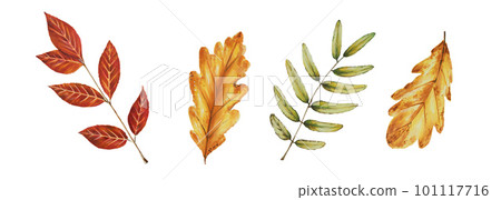 Autumn watercolor leafs isolated illustration on white background. Maple leaf, rowan leaves, oak leaf. Seasonal autumn elements. Thanksgiving, Halloween illustration for designers, scrapbooking 101117716