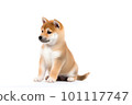 Shiba Inu 坐著看著相機 101117747