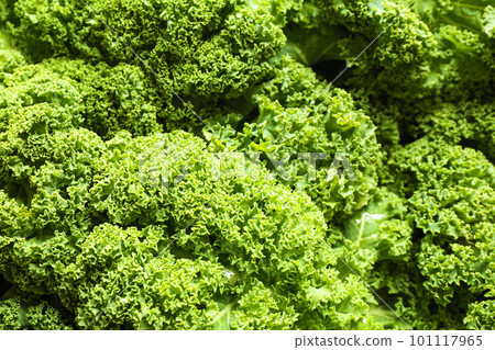 Fresh green kale leaves as background, closeup 101117965