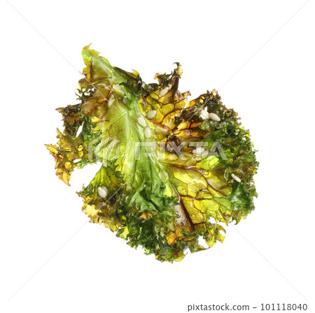 Tasty baked kale chip isolated on white 101118040