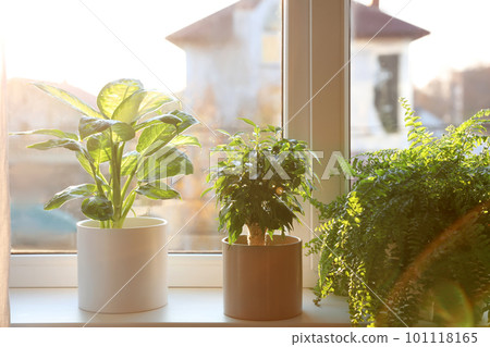 Different potted plants on window sill at home Different potted plants on window sill at home 101118165