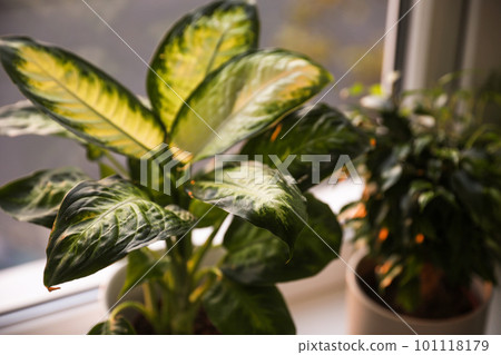 Beautiful potted plants near window at home, closeup Beautiful potted plants near window at home, closeup 101118179