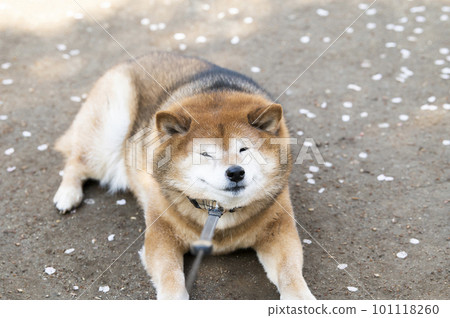 拒絕柴犬不喜歡走路的狗 101118260