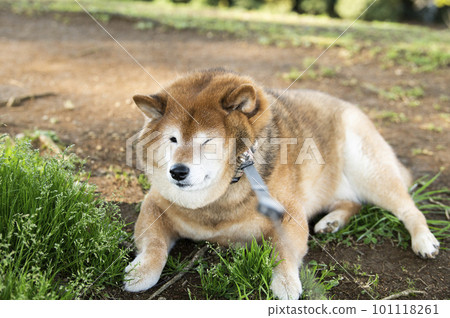 Refusal Shiba A dog that doesn't like to walk Refusal Shiba A dog that doesn't like to walk 101118261