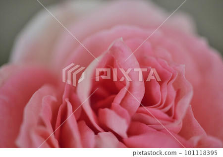 Close-up of pink roses Close-up of pink roses 101118395