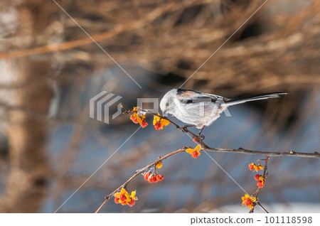 雪仙@島永 101118598