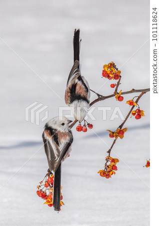 雪仙@島永 101118624