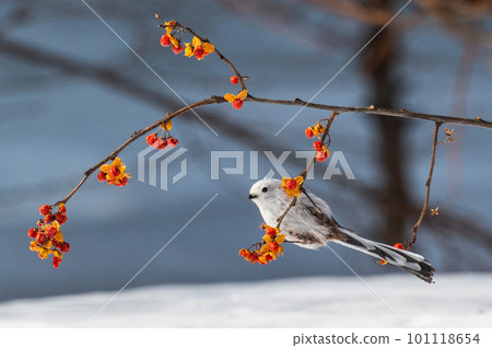 雪仙@島永 101118654