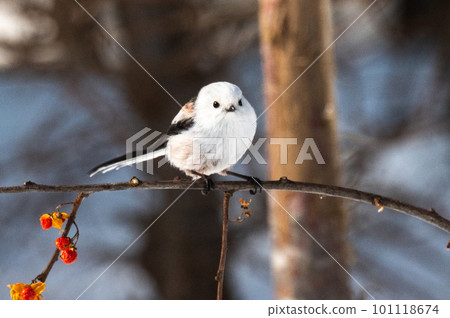 Snow Fairy @ Shimaenaga 101118674