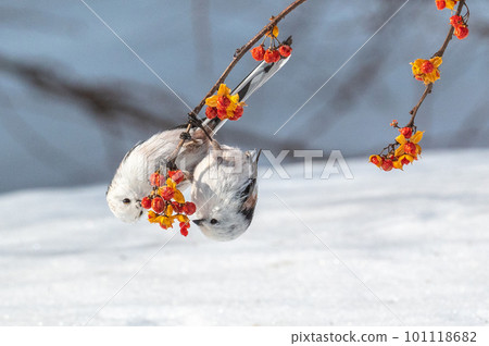 Snow Fairy @ Shimaenaga 101118682