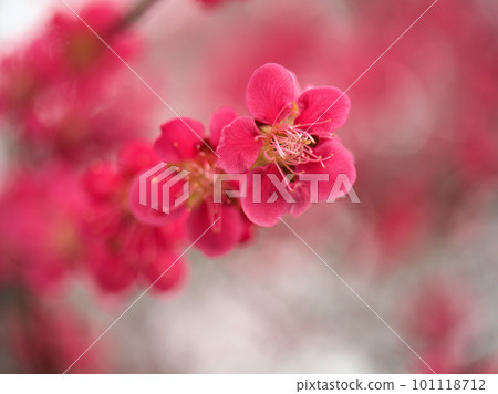3月盛開的紅梅“紅千鳥” 3月盛開的紅梅“紅千鳥” 101118712