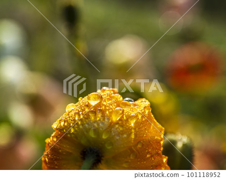 Wet poppies in the flower garden 101118952
