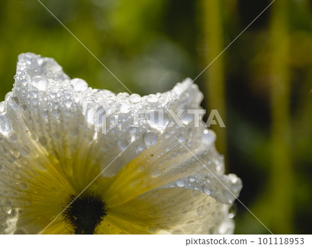 poppy flowers in the rain 101118953