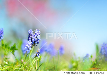 春季圖像穆斯卡里 101119261