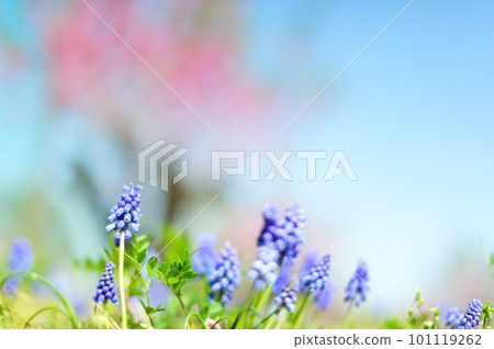 春季圖像穆斯卡里 101119262