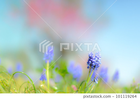 Spring Image Muscari Spring Image Muscari 101119264