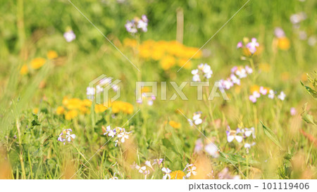 Wild radish blooming on the sandy beach in spring 101119406