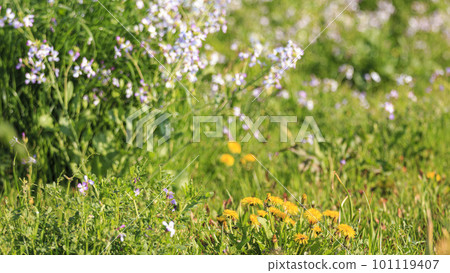 Wild radish blooming on the sandy beach in spring Wild radish blooming on the sandy beach in spring 101119407