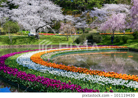 Tulip curve 101119430