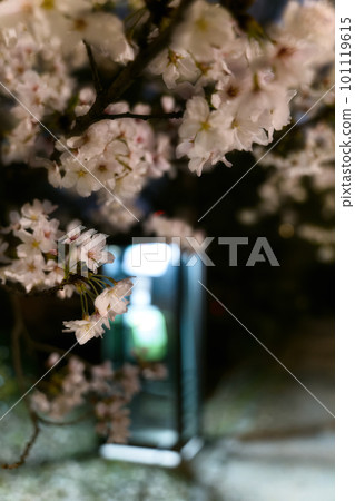 Telephone box and cherry blossoms at night Telephone box and cherry blossoms at night 101119615