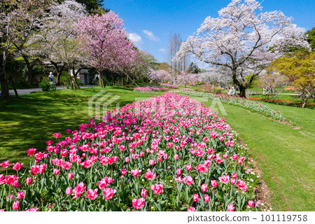 粉色鬱金香花田和一排櫻桃樹 101119758
