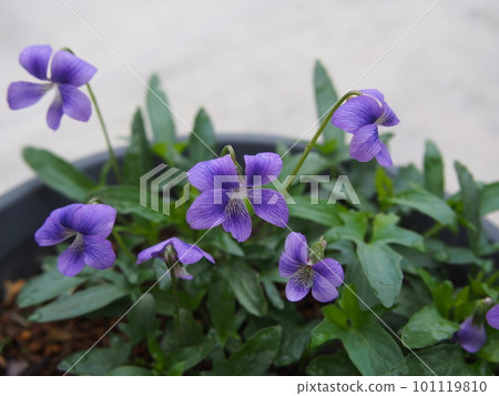 Stag beetle 101119810