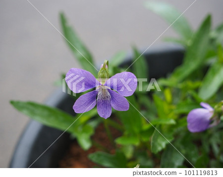 Stag beetle Stag beetle 101119813