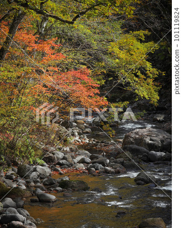 長野縣 Okushiga 的 Zaogawa 山谷,山谷岸邊有秋葉的樹木 長野縣 Okushiga 的 Zaogawa 山谷,山谷岸邊有秋葉的樹木 101119824