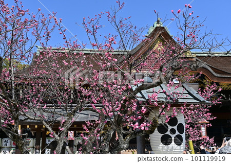 Kitano Tenmangu Umehana 101119919