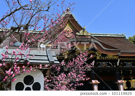 Kitano Tenmangu Umehana 101119920