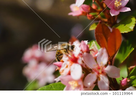 Hime Sharinbai material background 101119964