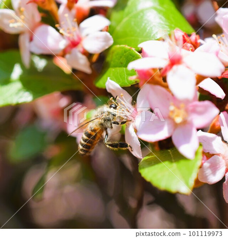 Hime Sharinbai 材料背景 101119973