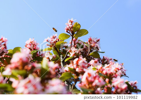 Hime Sharinbai material background Hime Sharinbai material background 101119982