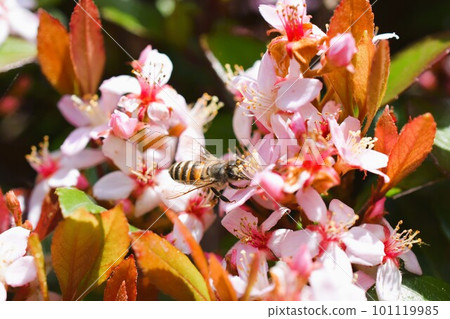 Hime Sharinbai material background Hime Sharinbai material background 101119985